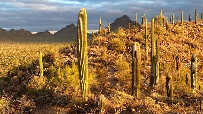 Brown Mountain Trail, Saguaro National Park, Tucson, Arizona