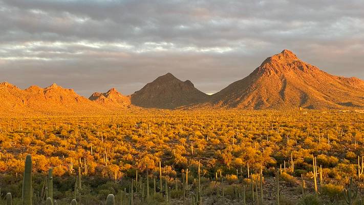 Brown Mountain Trail, Saguaro National Park, Tucson, Arizona