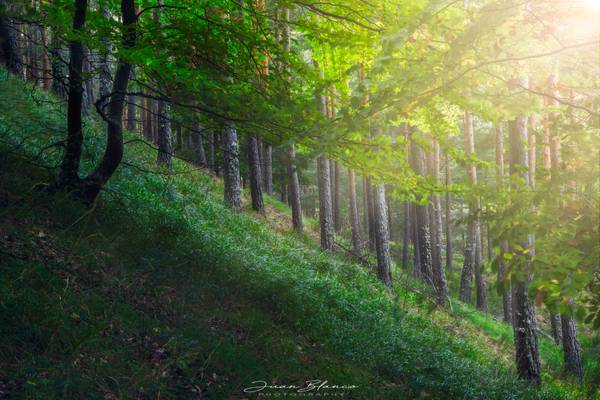 Otoño | Pinar de Velilla | Montaña Palentina | 2019