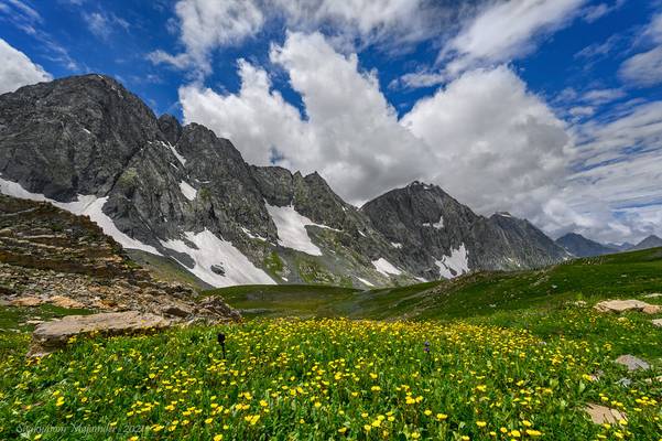 The wildflower adorned meadow of Gadsar, Kashmir