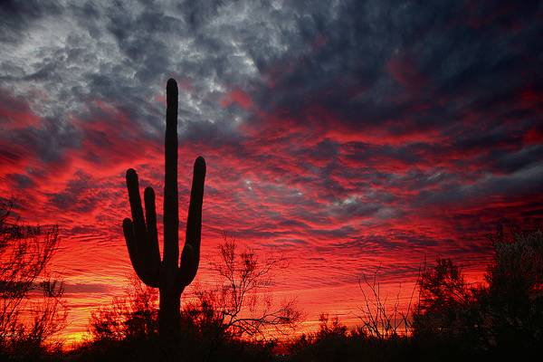Saguaro Sunset