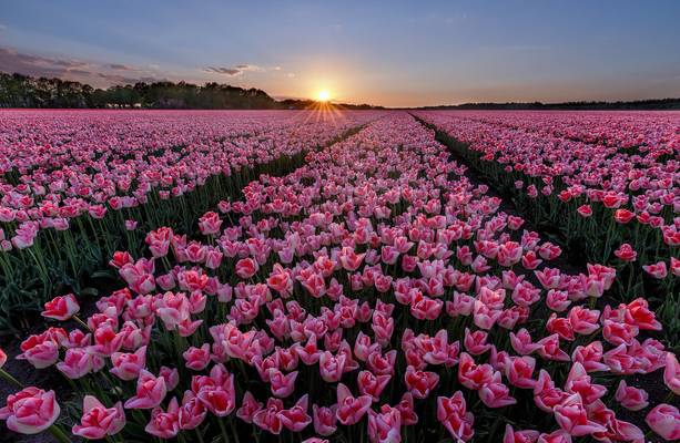 Tulip Field, Netherlands