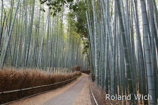 Kyoto - Arashiyama Bamboo Forest