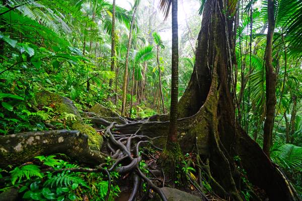 Roots & lianas in the scenic rainforest of Saint Kitts