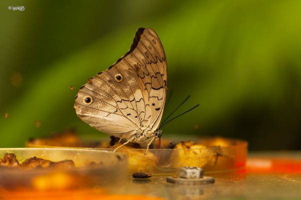 Butterflies in Fata Morgana