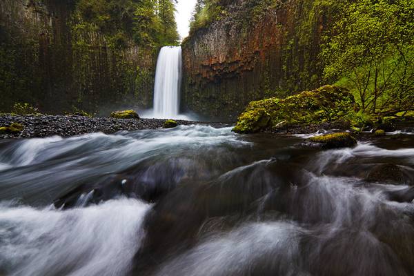 Abiqua Rush