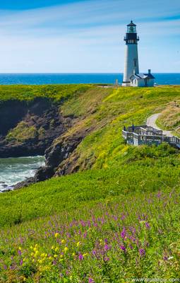 Yaquina Head Lighthouse & Wild Flowers