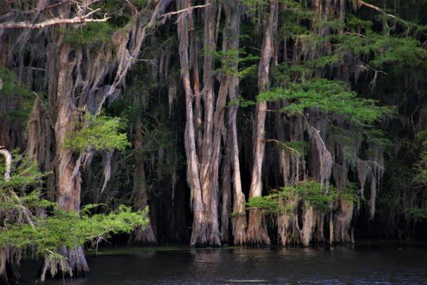 Swamp cypress forest with spanish moss at Caddo Lake