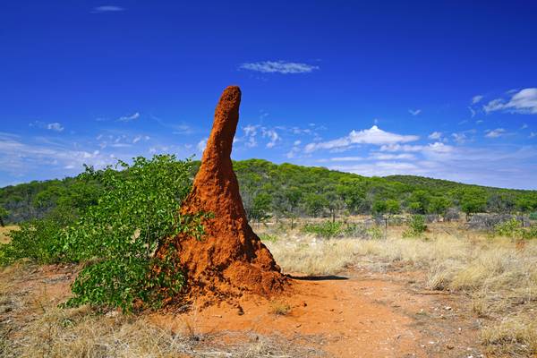 Stunning huge termite mound, Namibia