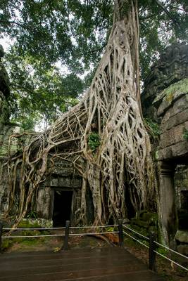 Most famous roots in Ta Prohm