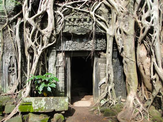 Ta Prohm, Angkor, Cambodia - ប្រាសាទតាព្រហ្ម, អង្គរ, កម្ពុជា