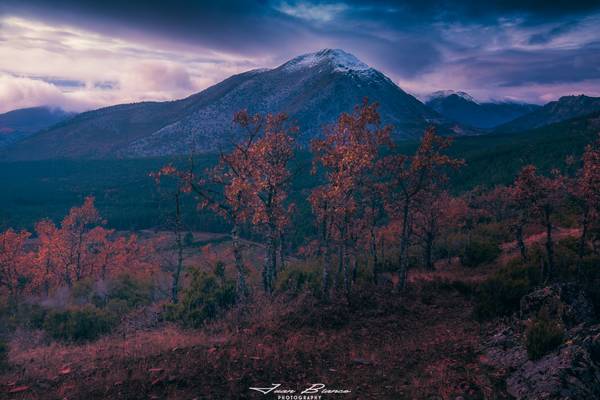 Pinar de Vellilla | Montaña Palentina | 2018