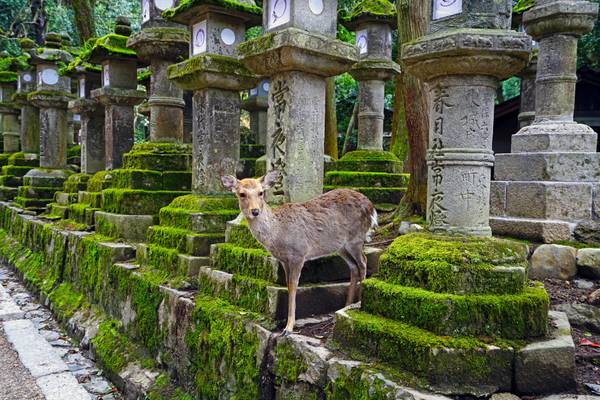 A deer among the stone lanterns of Nara Park, Japan