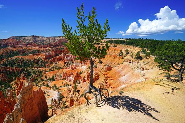 Pine tree standing on its roots, Rim Trail of Bryce Canyon, Utah