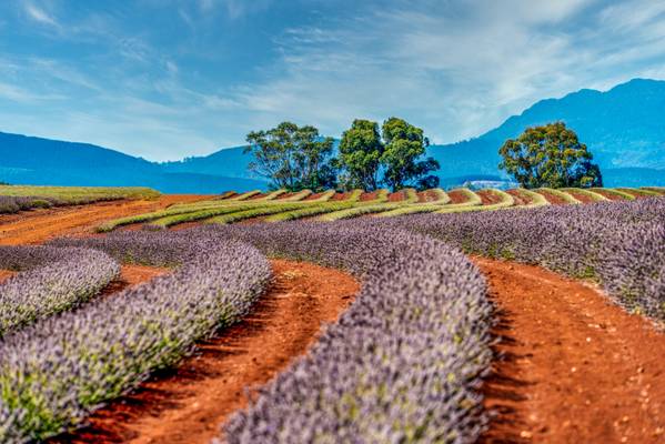 Tasmanian Lavender (in Explore)