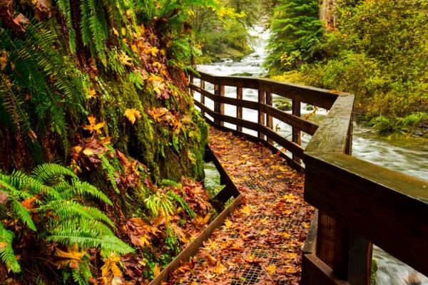 Sweet Creek Trail, Oregon