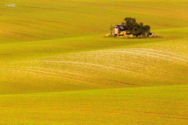 Golden hour in Moravian Tuscany