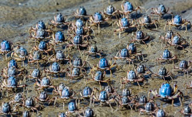 Blue Soldier Crabs