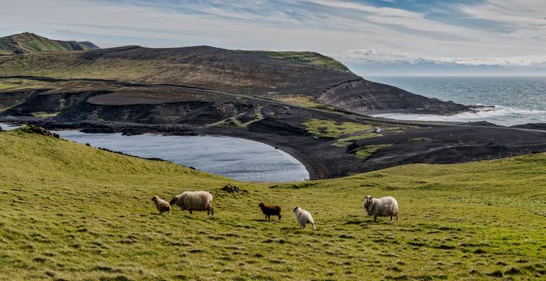 Heimaey Island Panorama - Iceland