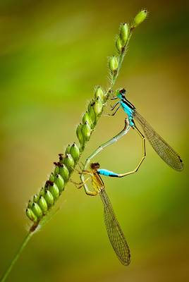 Macro dragonflies