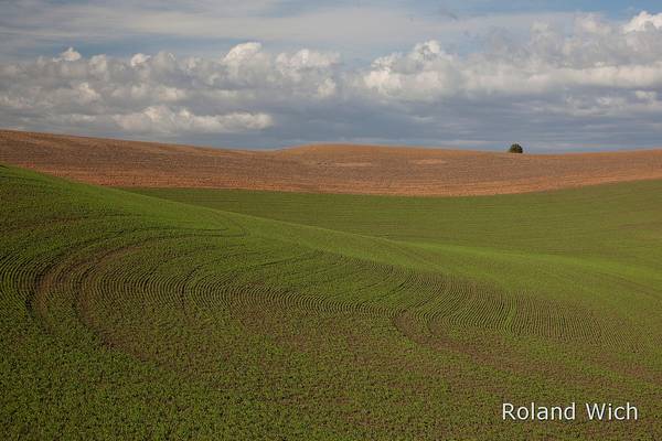 Palouse Farmland