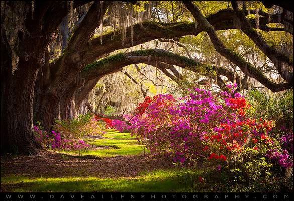 Charleston SC Magnolia Plantation Gardens - Memory Lane