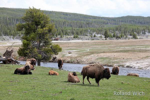 Yellowstone N.P. - Bisons