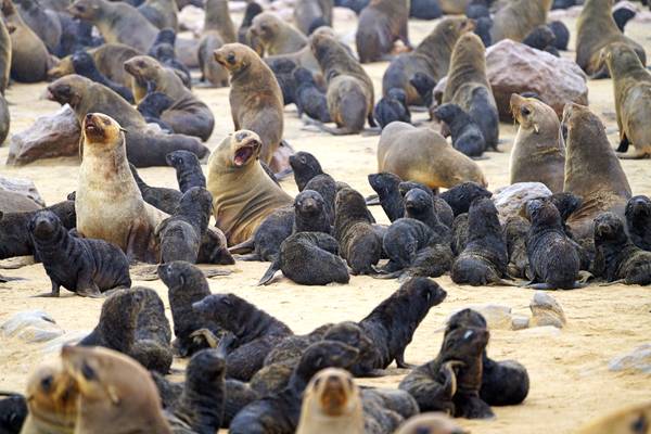 Seals' kindergarten, Cape Cross, Namibia