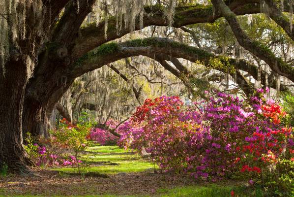 Charleston Plantation Explodes with Spring Color