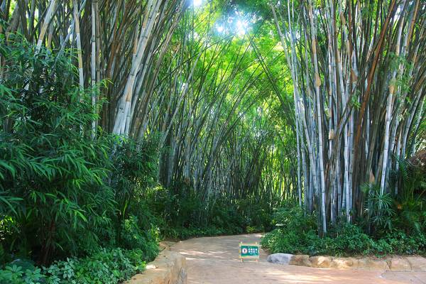 Bamboo alley in safari park