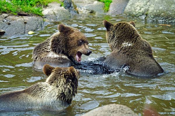 Playful bears of Scansen zoo, Stockholm