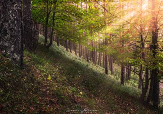 Otoño | Pinar de Velilla | Montaña Palentina | 2019