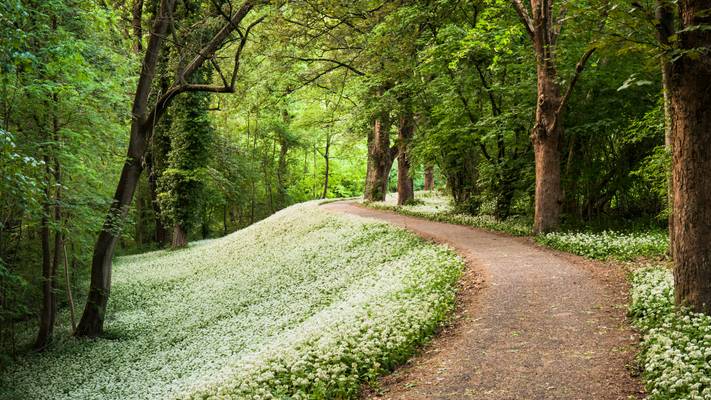 Spring's Carpet