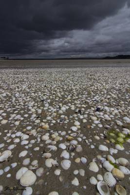 Plage de coquilles