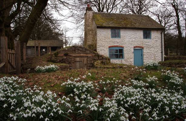 Snowdrops at Blackmore Gate