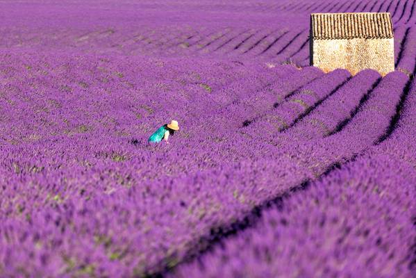 Lavender Field at Valensole