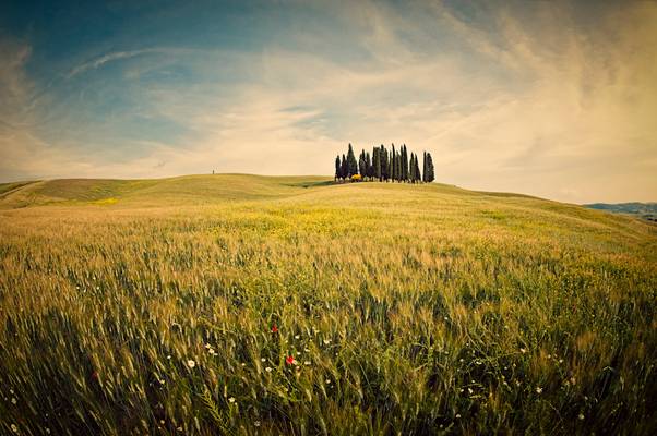 Under The Tuscan Sun