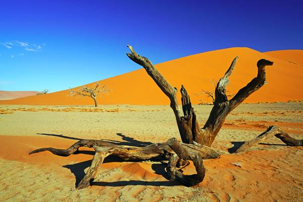 Dry trees in the desert, Dune 45 in the background, Sossusvlei, Namibia