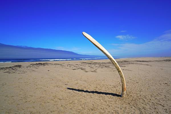 Whale's bone on the beach, Skeleton Coast, Namibia