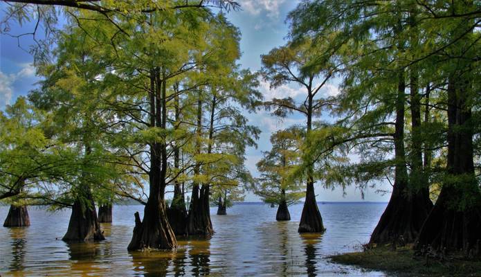 Swamp cypresses at Caddo Lake