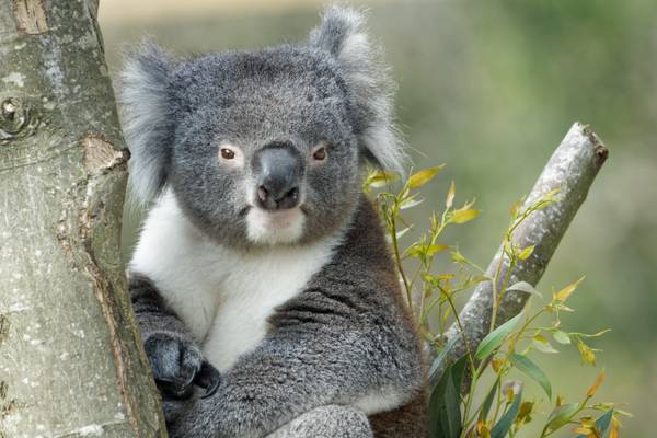 Southern Koala, Longleat Safari Park
