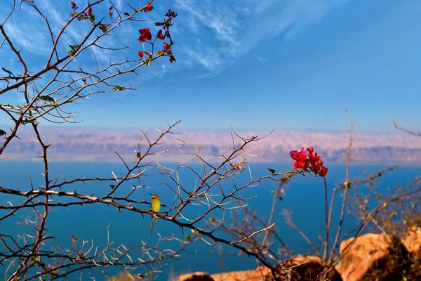 Wild Flowers at the Dead Sea Region - Jordan.