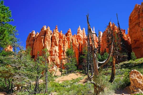 Under the hoodoos of Bryce Canyon, Navajo Loop Trail