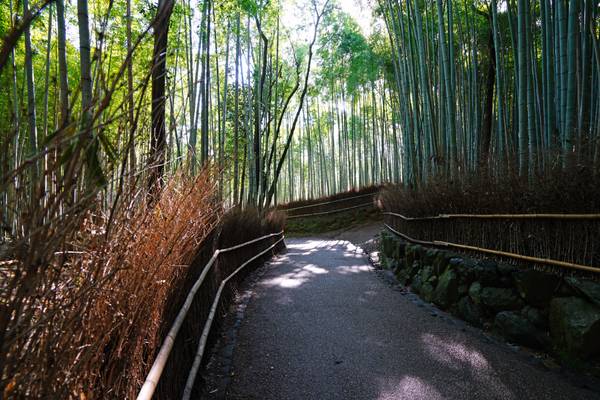 Footpath through bamboo forest of Arashiyama, Kyoto
