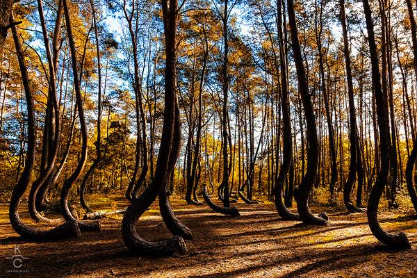 Crooked Forest

