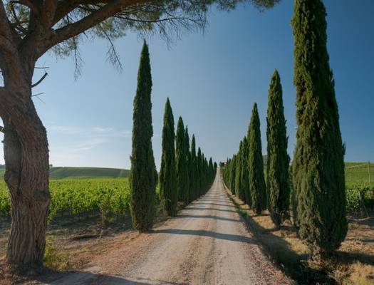 Chianti alley