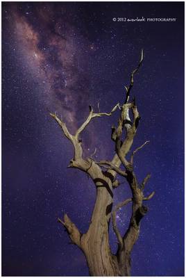 Star Crossed Tree
