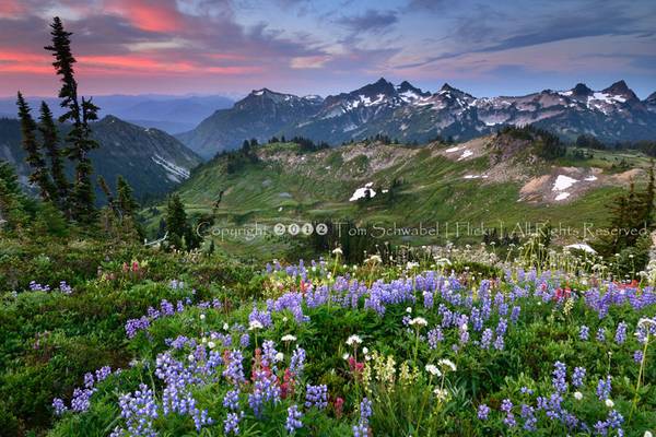 Alpine Wonderland