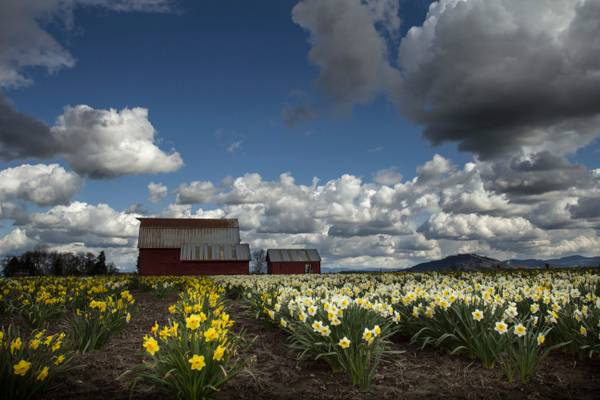Daffodil barn near Corvallis, Oregon