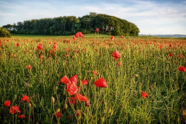 Red and Green II